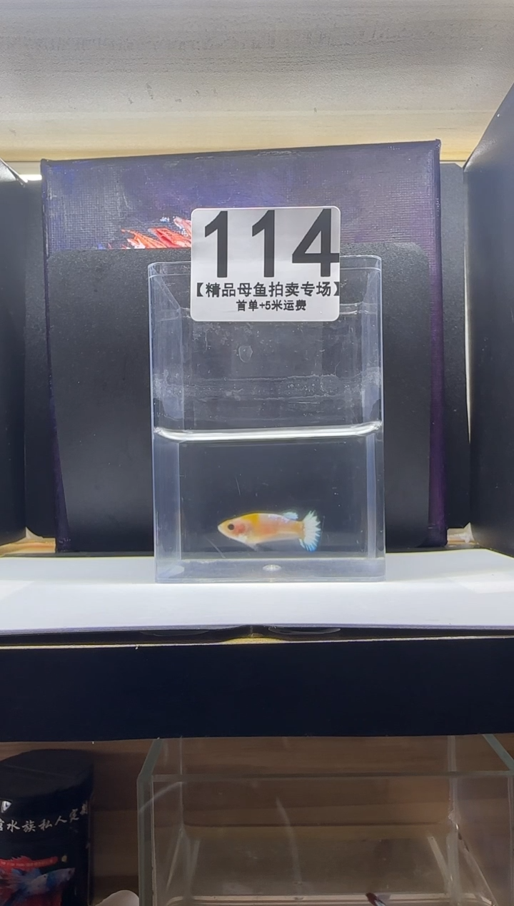 斗鱼母鱼编号：114