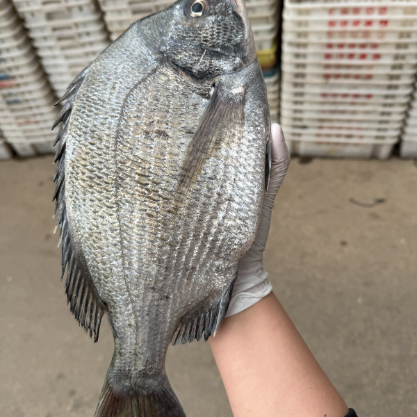 【默认帮杀】 半养殖海鲫鱼   杀完2.6斤左右