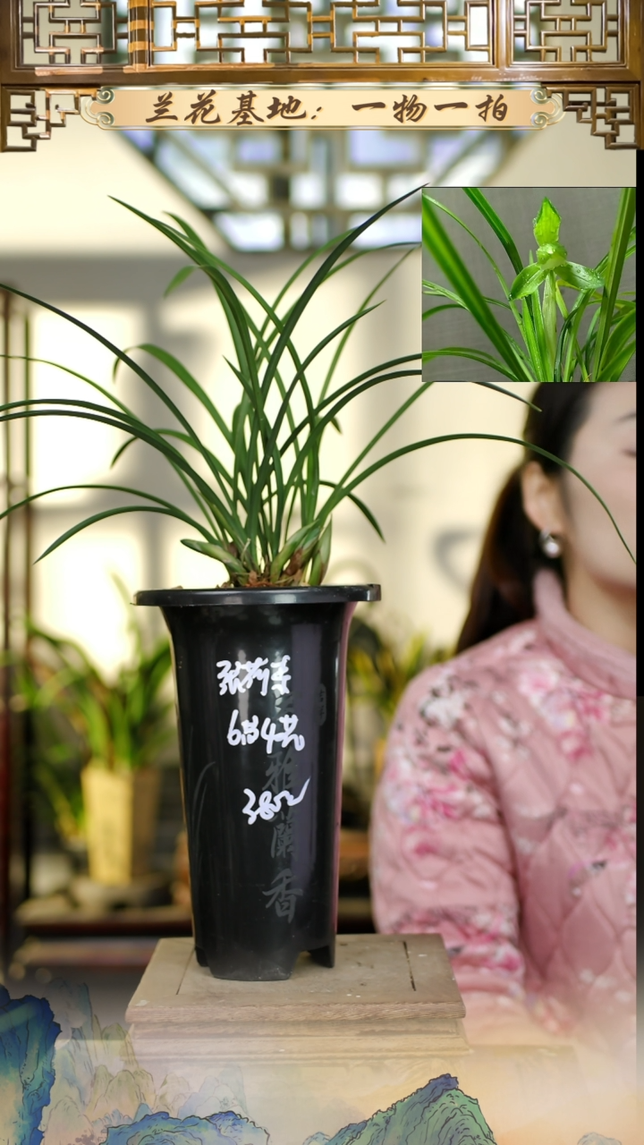 全部花苞春兰张荷素6苗4花苞