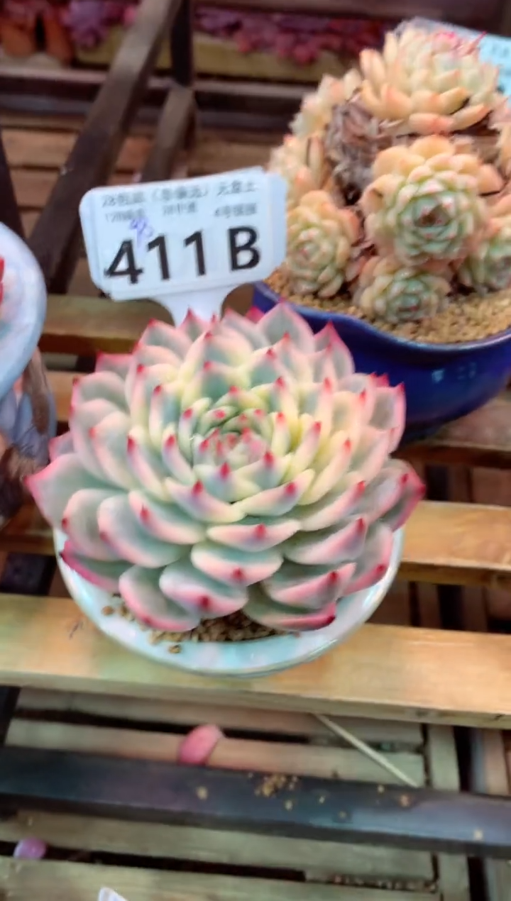 411B（一物一拍，精品多肉，w所见即所得 ）