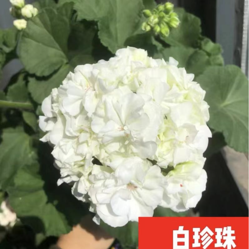 直立天竺葵白珍珠（不拍保温不包冻损）