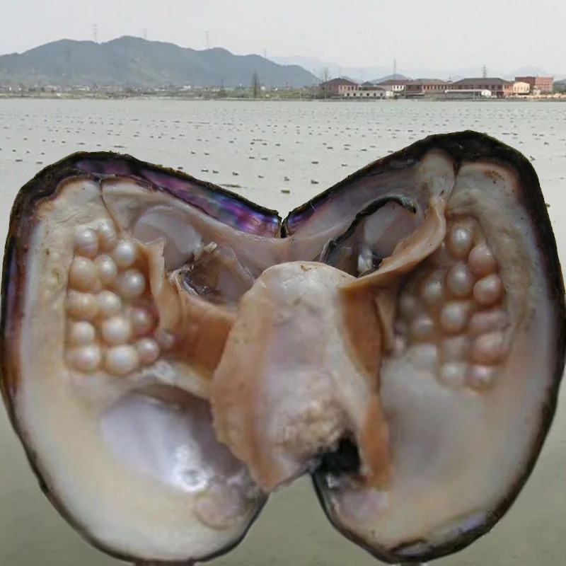 七彩多珠蚌（活体开蚌 珍珠直播 不退不换）可定制DIY定制成品