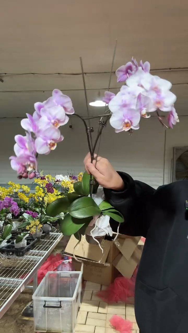 完全开放罗斯基勒2棵