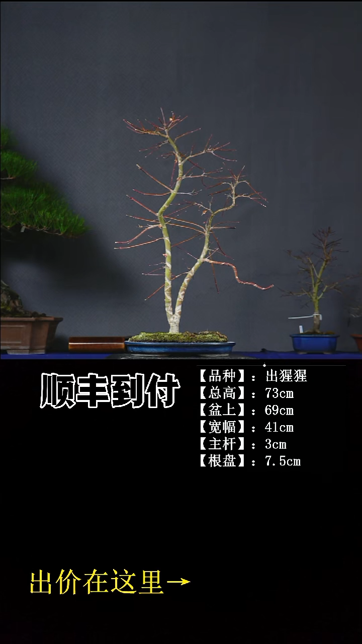 无花朵C262 出星星 不包邮