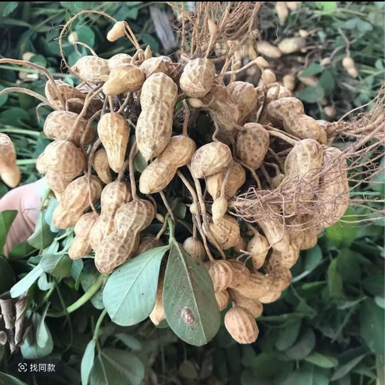 2025年鲜湿花生粉皮湿花生农家自种带泥花生带壳先挖现发