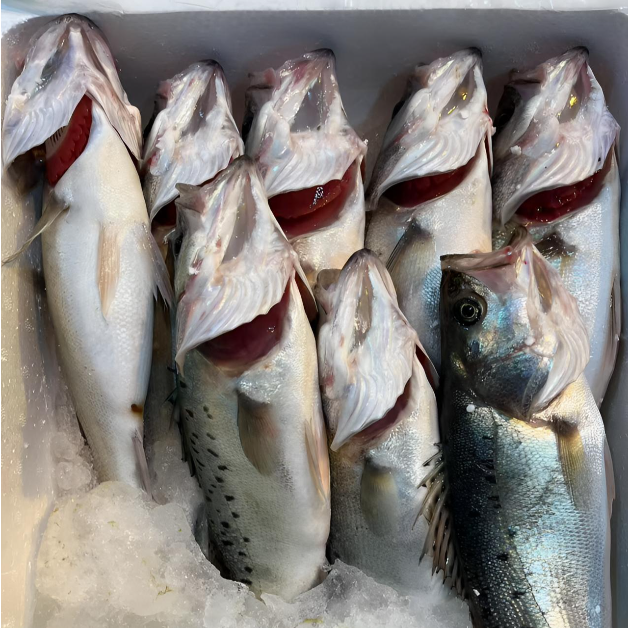 东海野生海鲈鱼【4斤】规格以直播为标准锁鲜发货