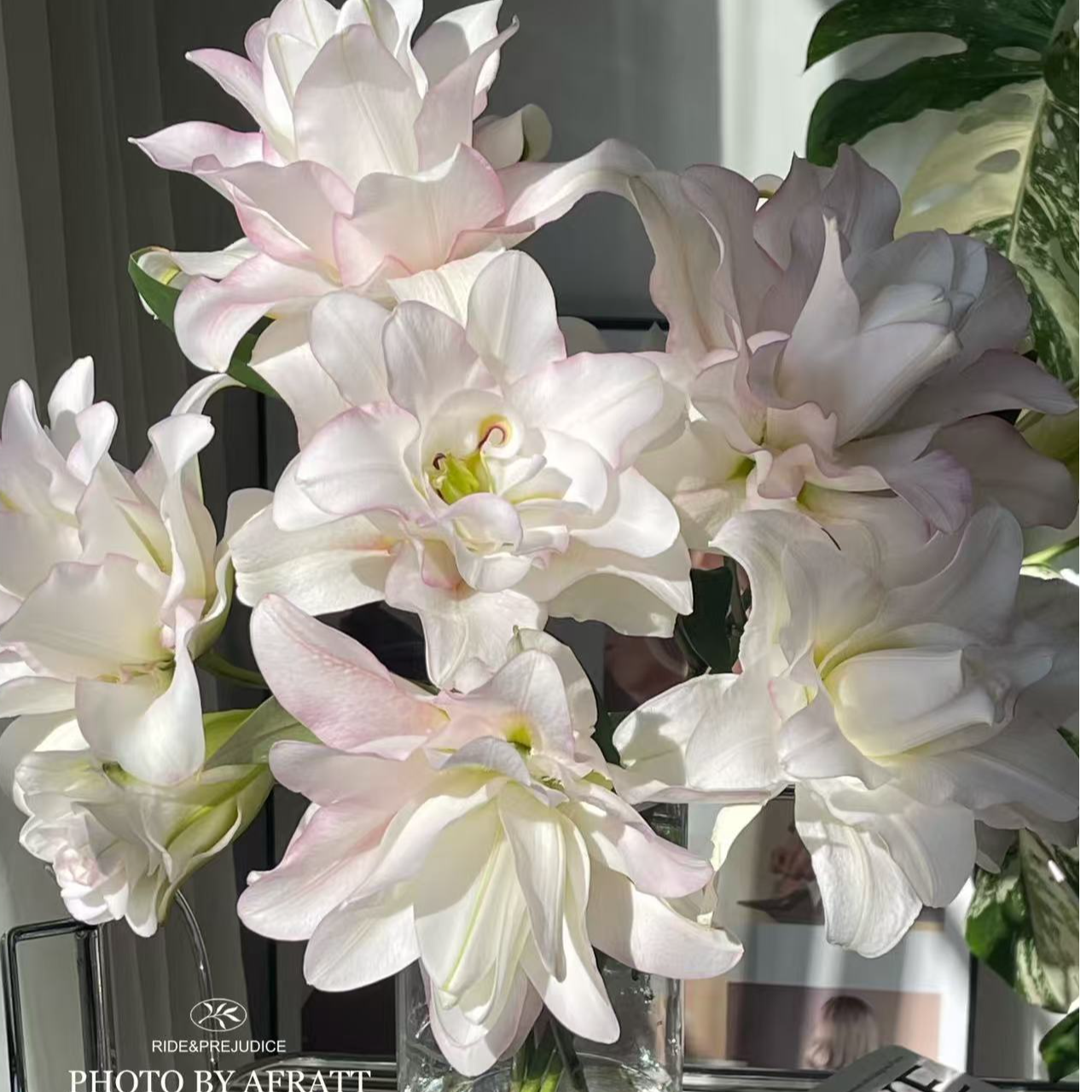 【小阿阮】冰美人·A级重瓣百合白底粉边清新云南鲜花装饰 顺丰直发
