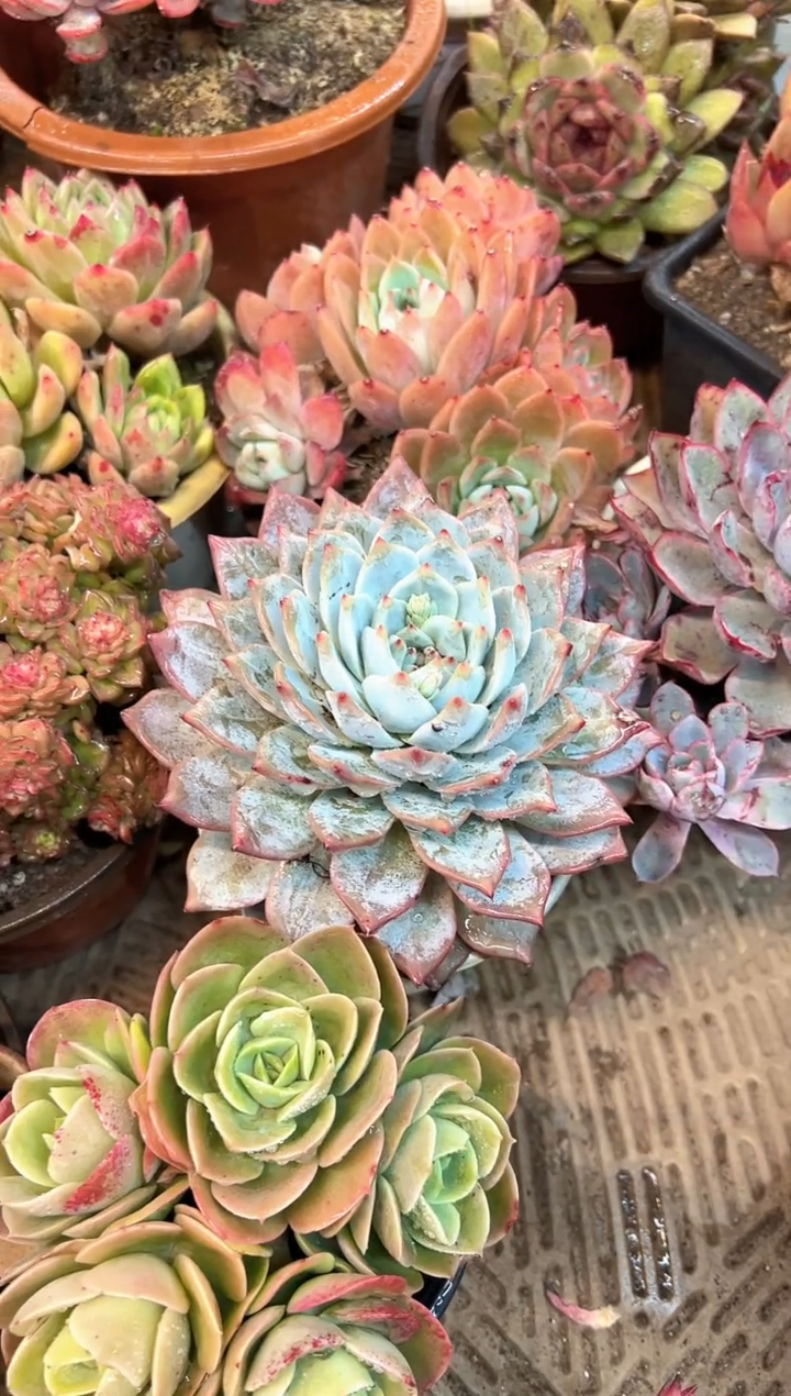 沉****༽多肉植物一物一拍09386