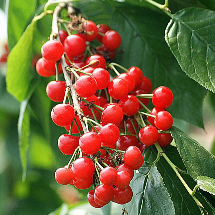 四川樱桃树苗大樱桃树车厘子红妃樱桃原土原盆南北种植当年结果