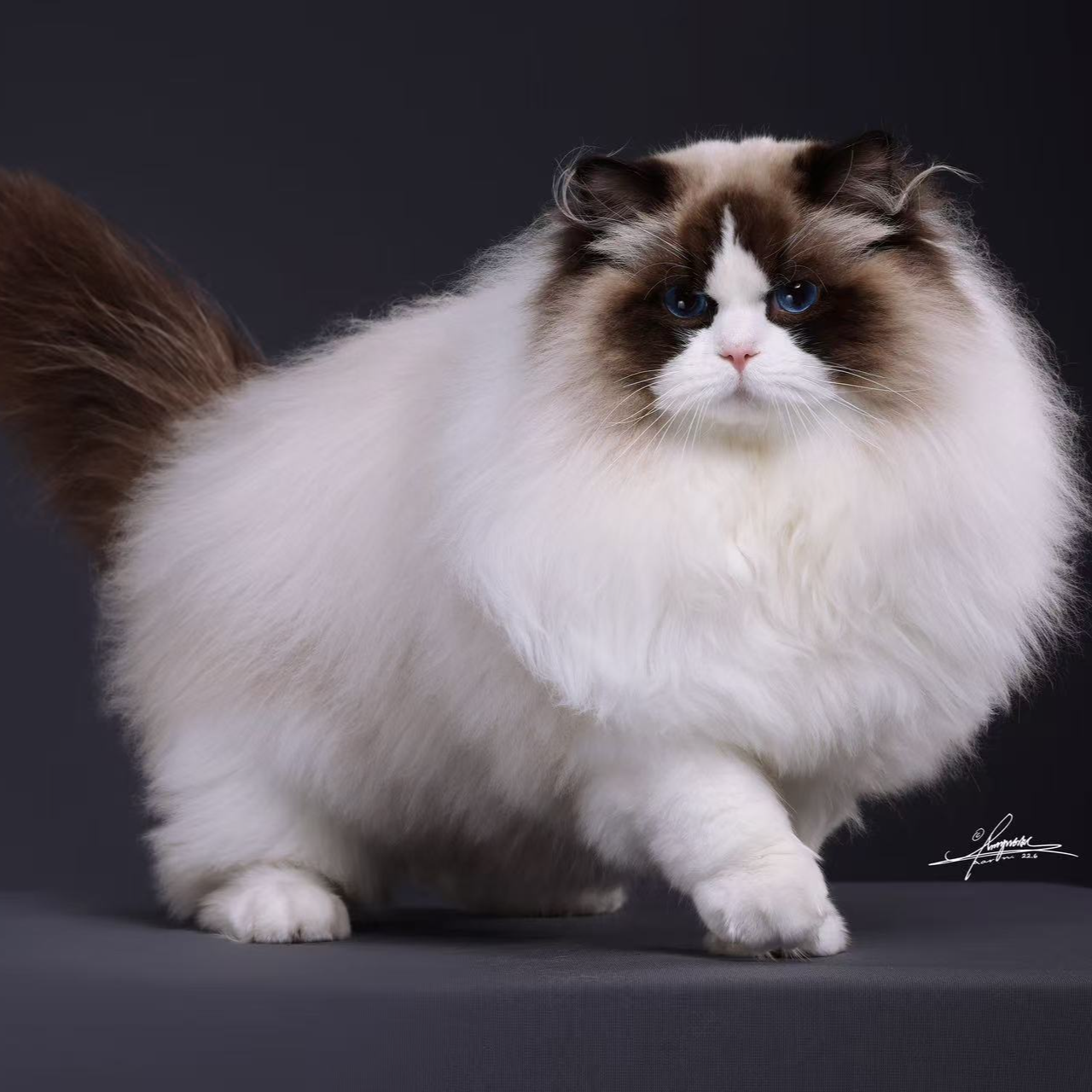 【英宠】新脸版布偶猫活体全款链接（纯种布偶）
