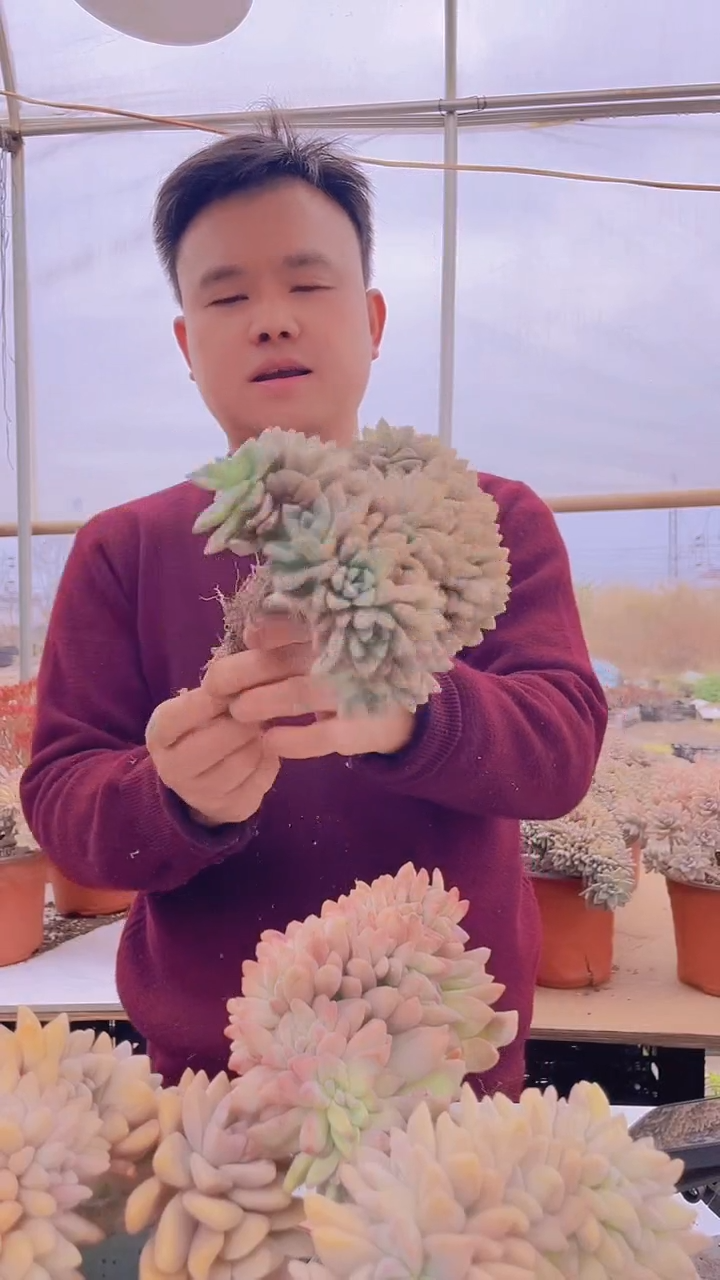 【闪购商品】缀化109