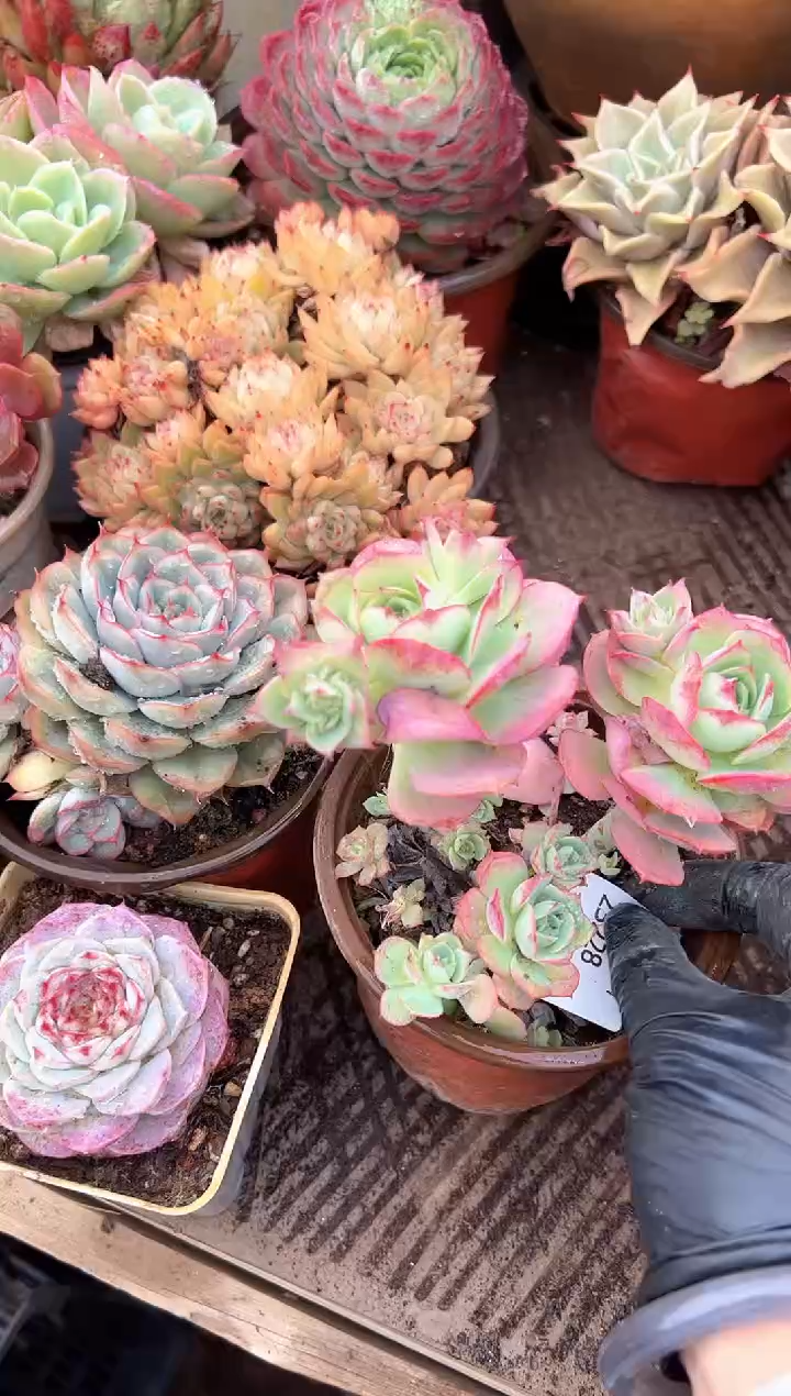 多肉植物一物一拍23228