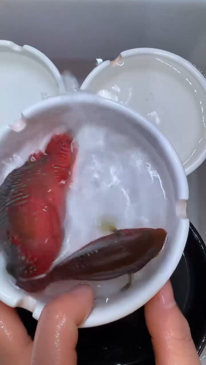 红宝石鱼红宝石瑕疵1对