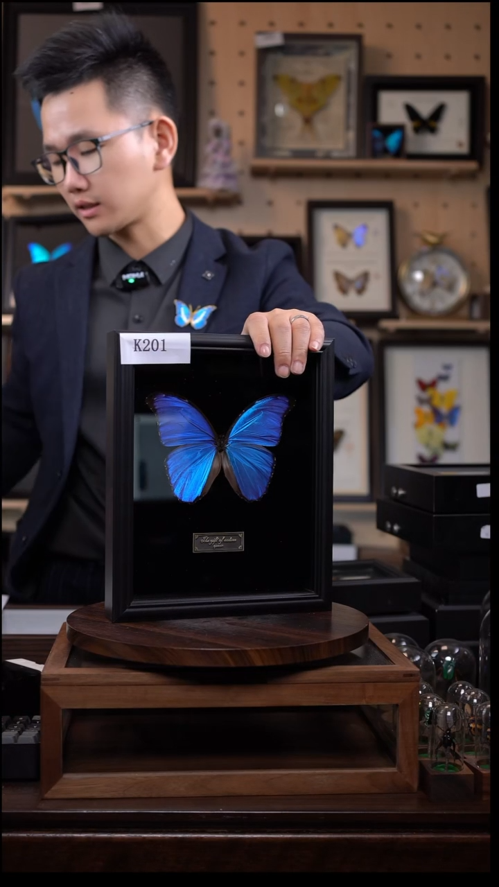 大蓝闪蝶黑绒底版10寸欧式框（带证书）k201