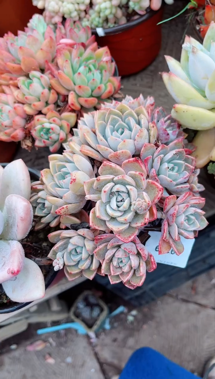 【闪购商品】09169多肉