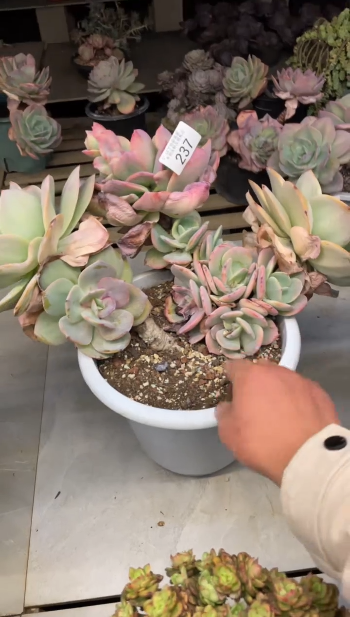 【闪购商品】237白凤