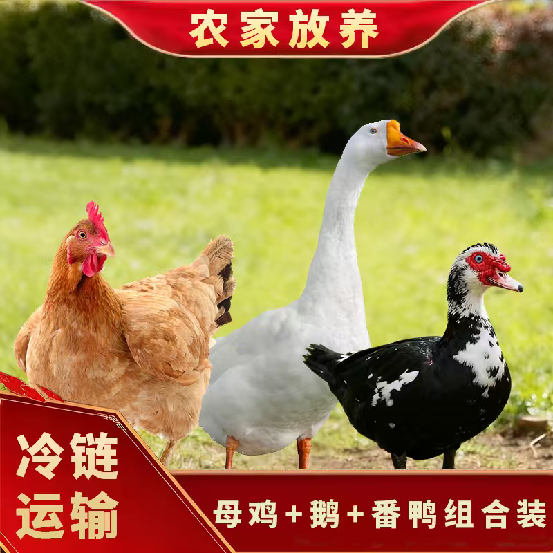  【小戴家】1只大白鹅+赠1只母鸡+赠1只番鸭共3只净重11斤 试吃一只