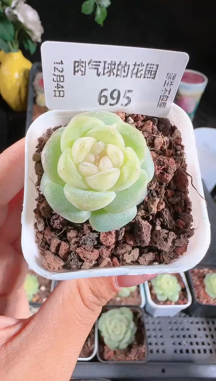 1204-695星月多肉群生不包整