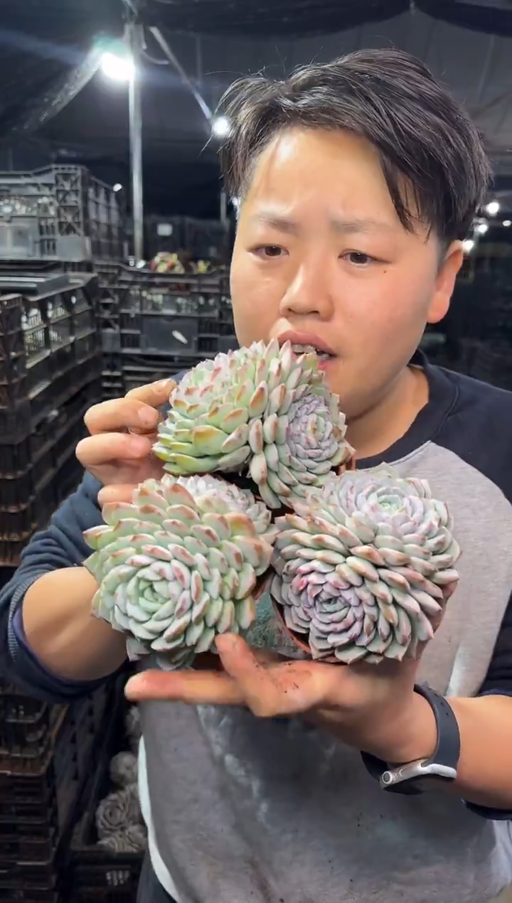 双头起恩宠3颗 5 