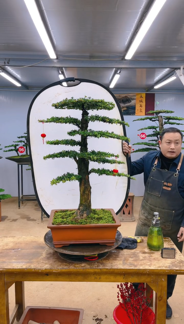 【闪购商品】精品盆景  一物一拍