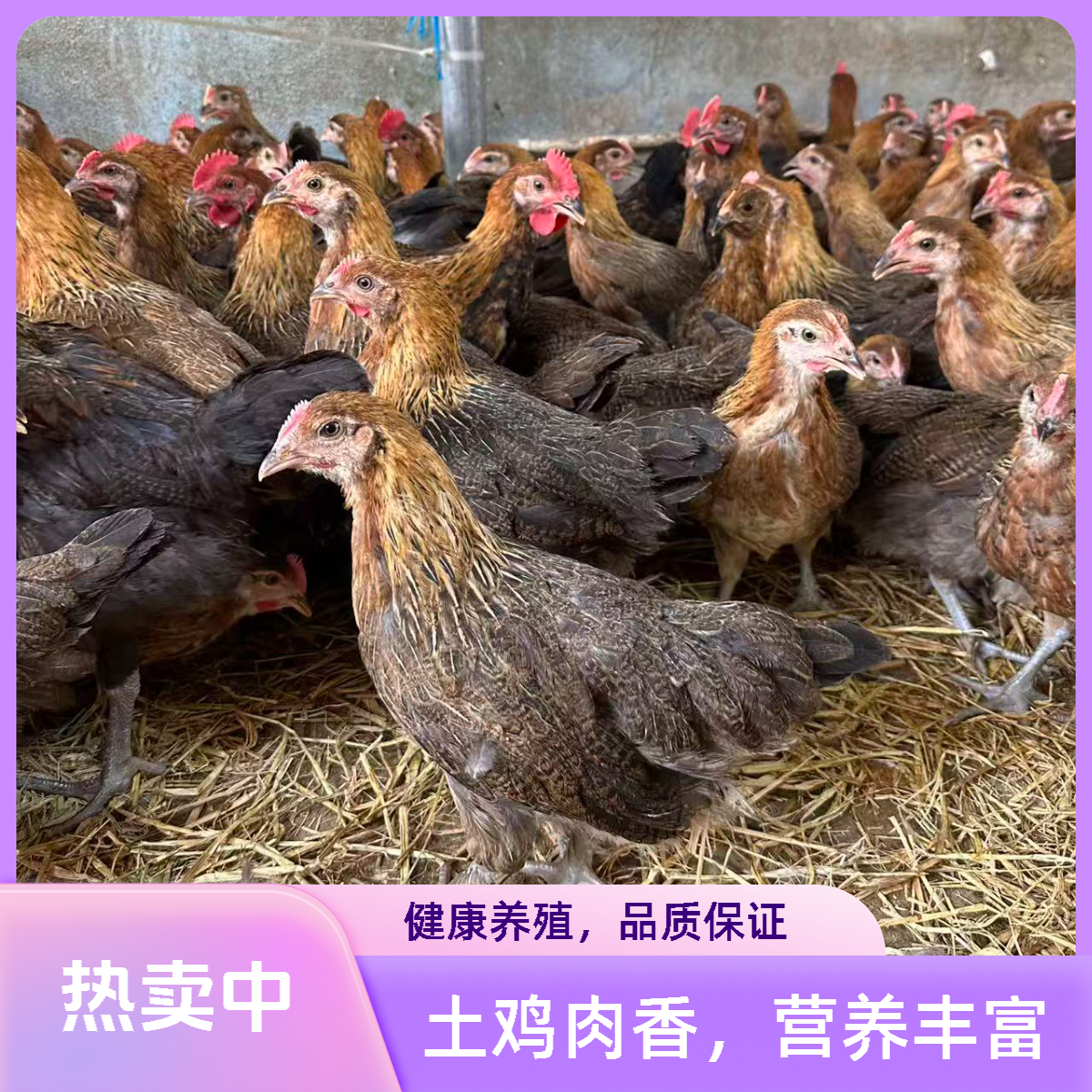 林下散养瑶鸡宠物鸡