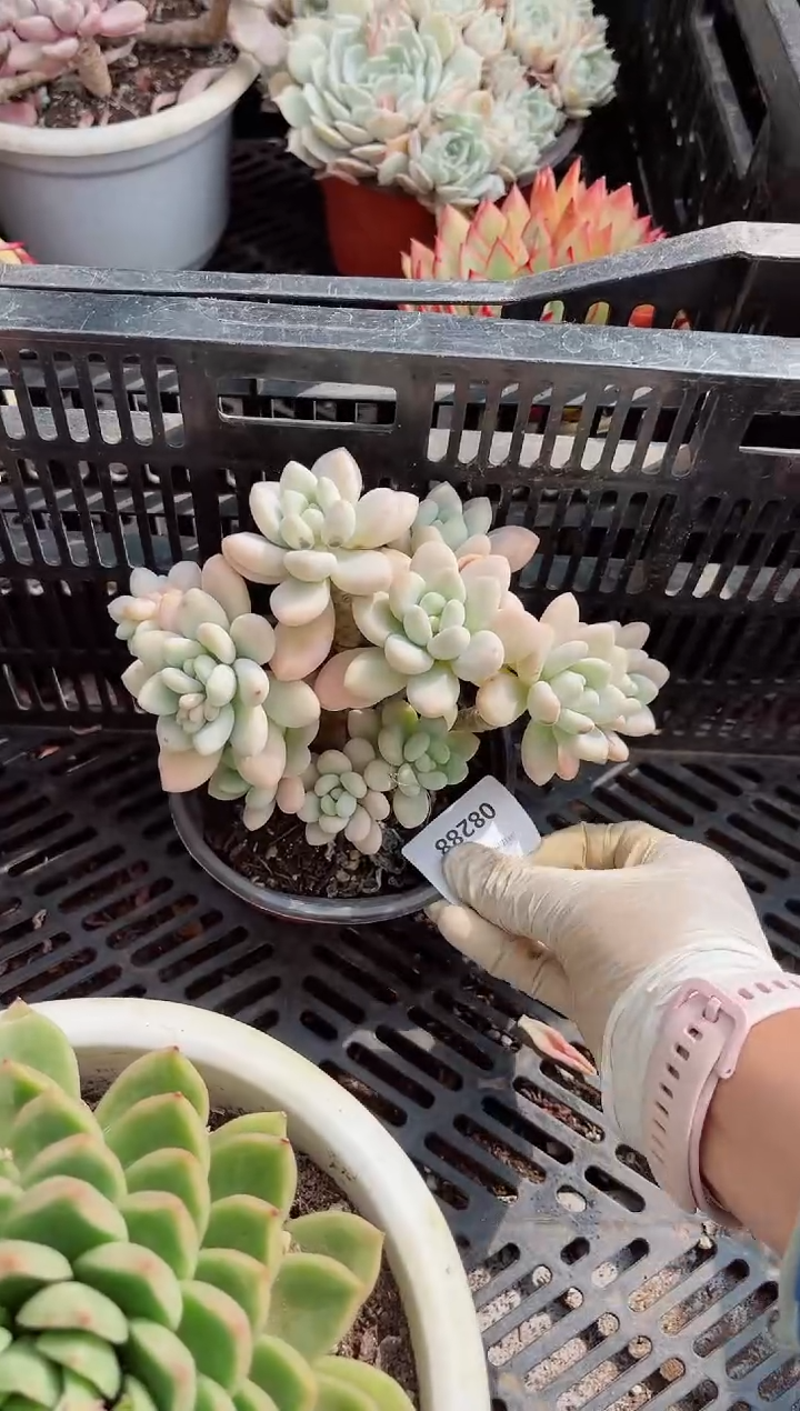 【闪购商品】09288