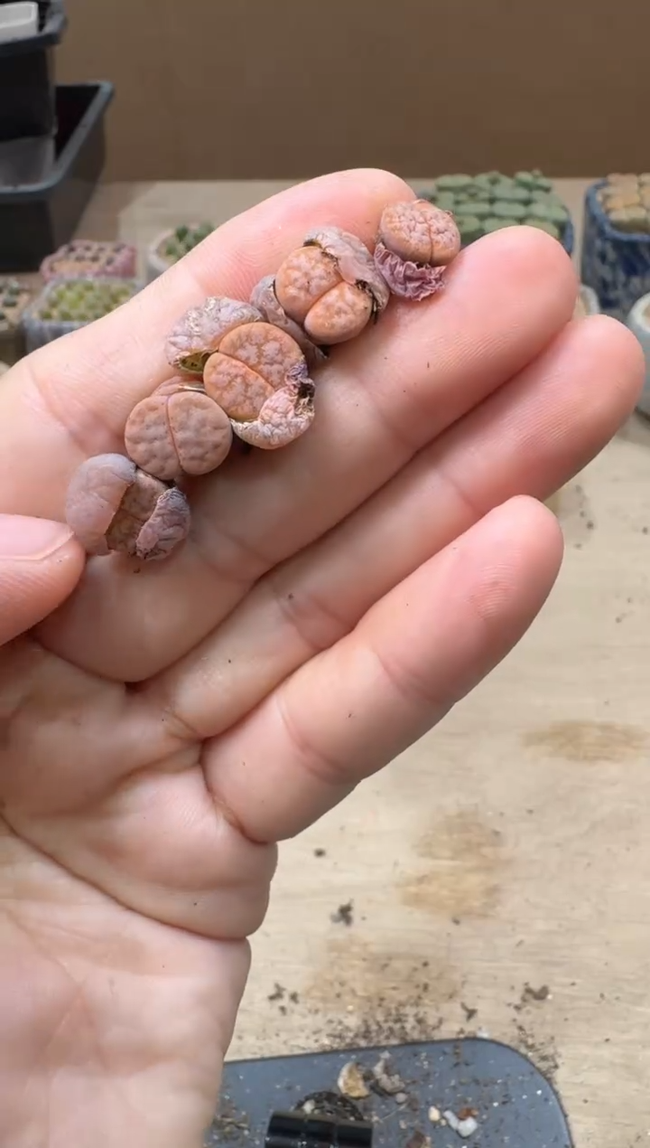 13-133多肉植物肉锥