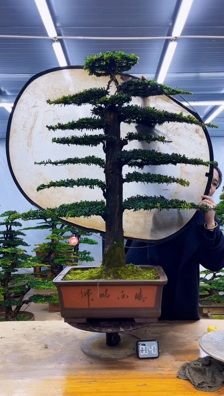 无花朵一物一拍，所见即所得