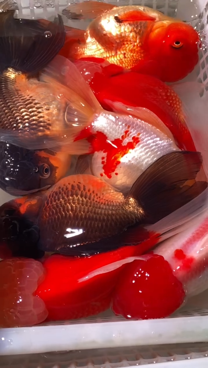 金鱼鱼之源一物一拍链接/无开箱视频不售后7