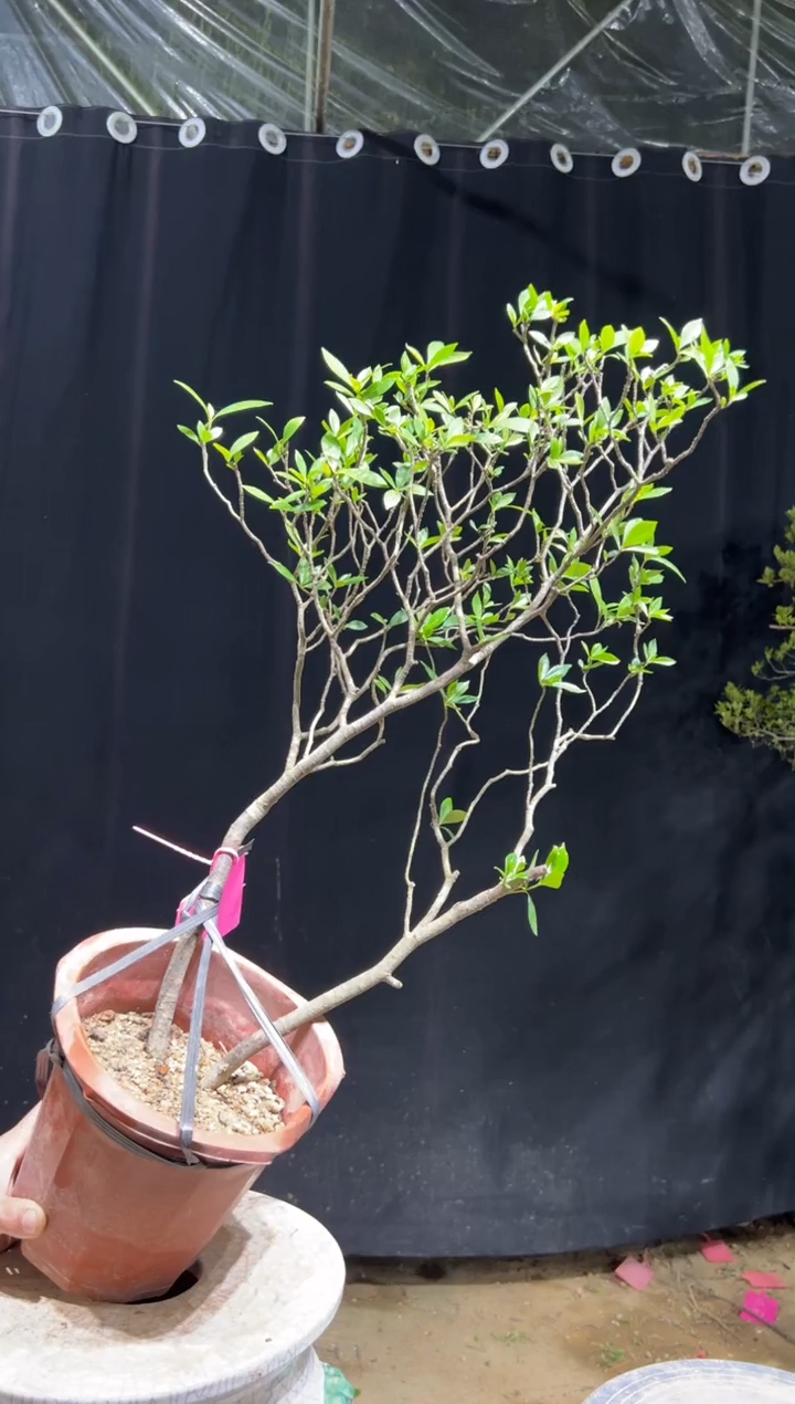 当前无花栽培后可以开花让**飞海岛栀子花