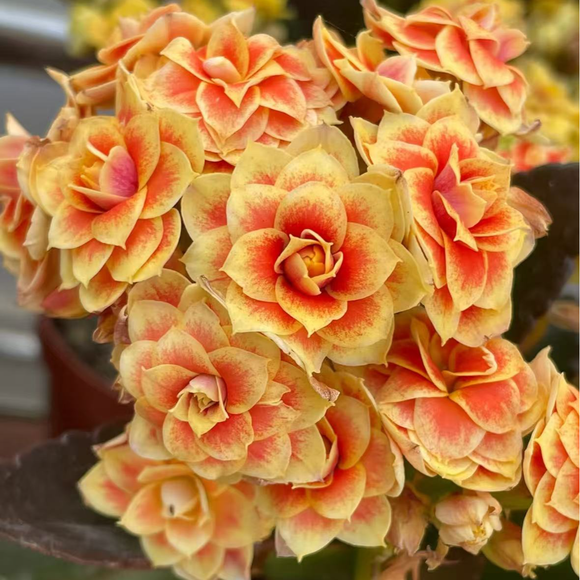 【李先生】太阳神~长寿花室内盆栽四季开花植物