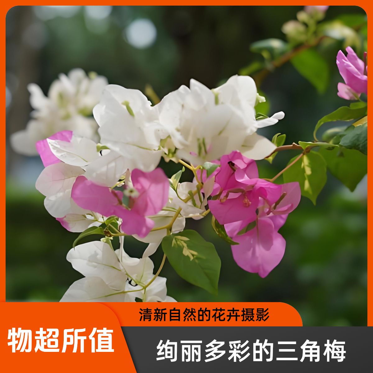 三角梅【一物一拍】高飘老桩四季勤开花阳台庭院好养植物 包邮发货
