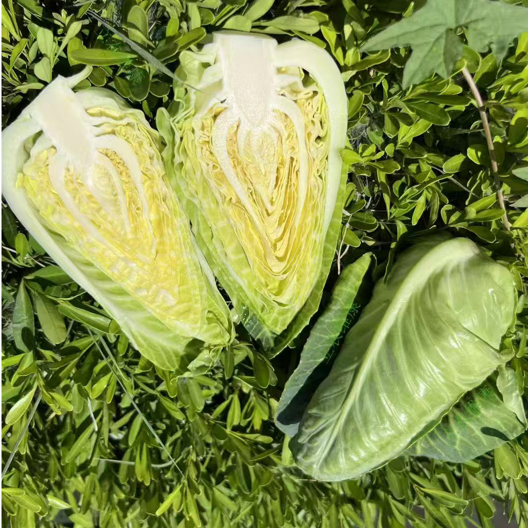 甜心甘蓝现摘不哭不涩不辣口