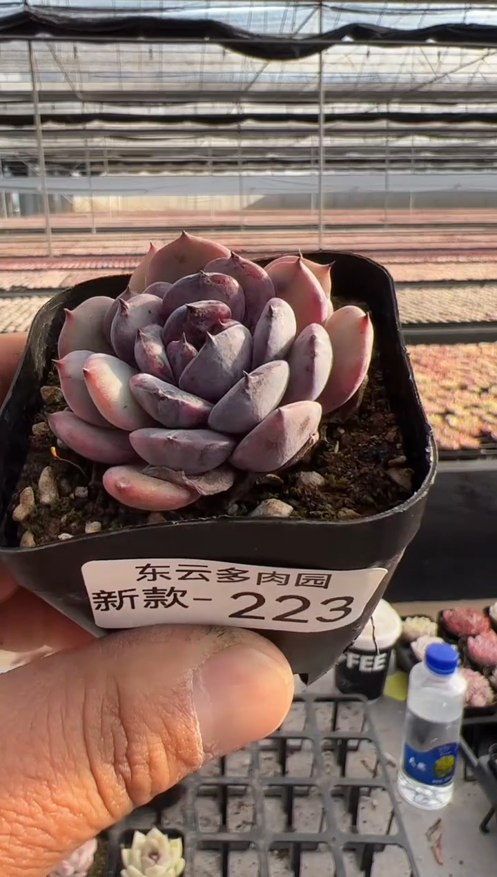 【闪购商品】新款多肉-223