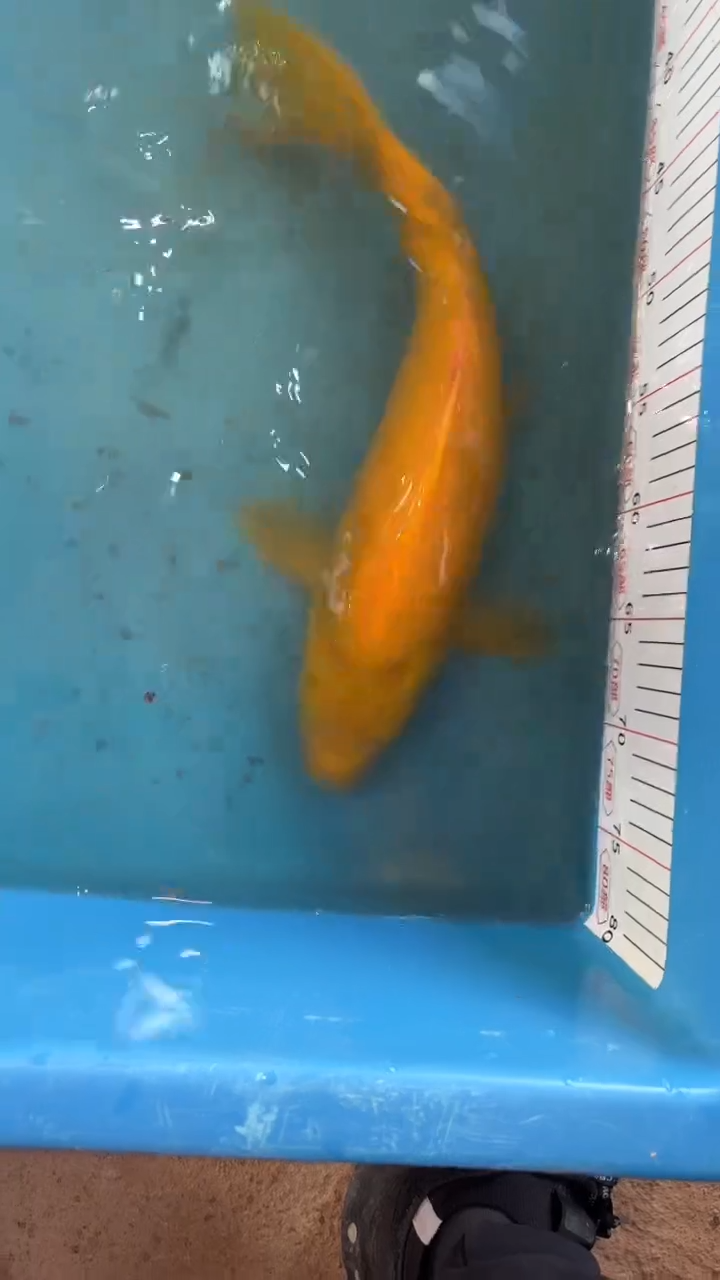 锦鲤锦鲤太饱锦鲤36cm-45cm不包邮到付