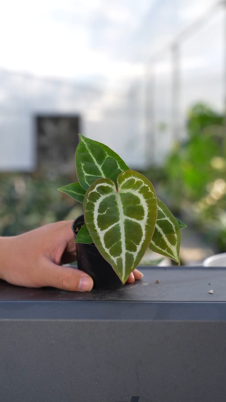 完全开放粉柠檬杂小钻石 