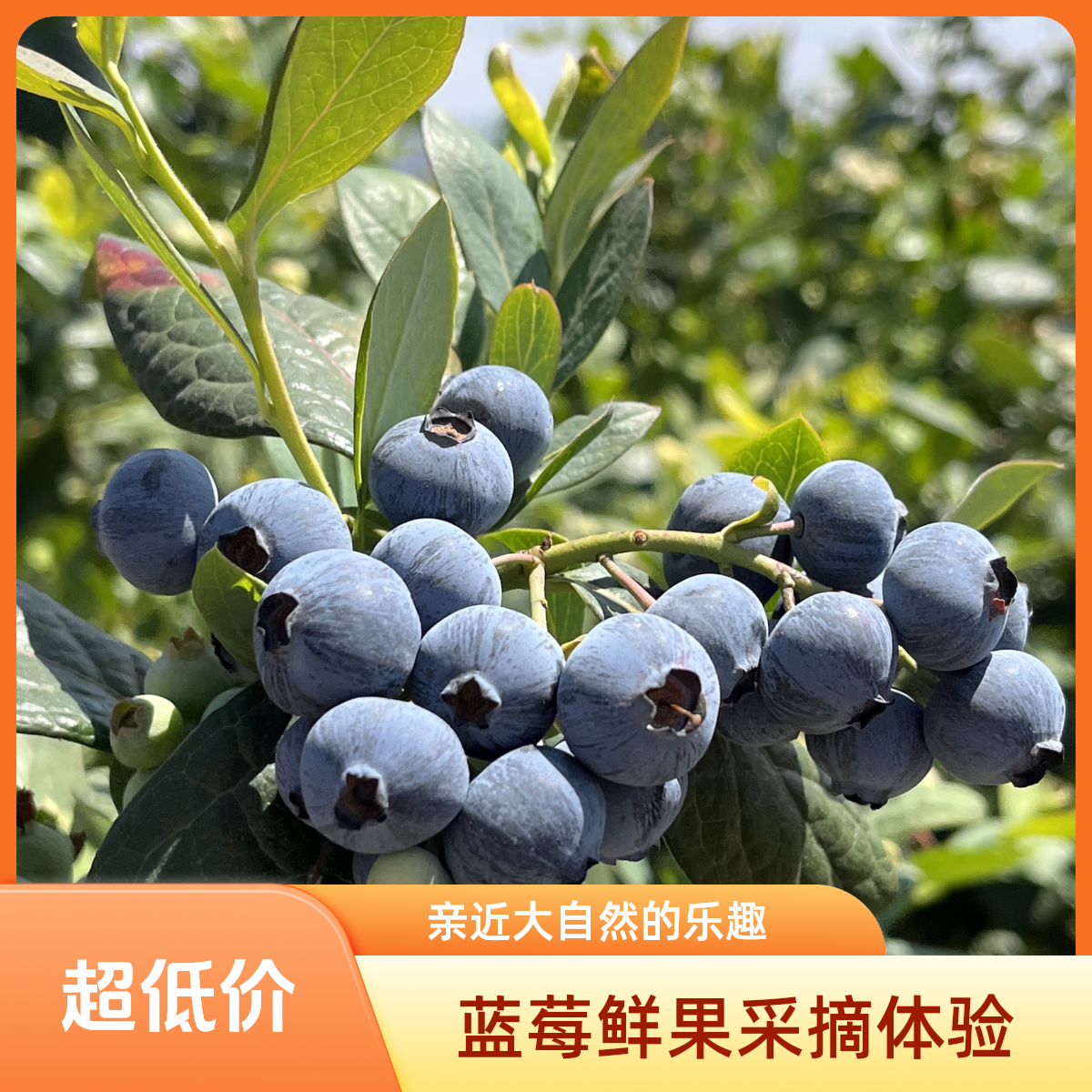 孟钖助农/花香蓝莓20mm/700g/2箱(甄选店)辽宁省