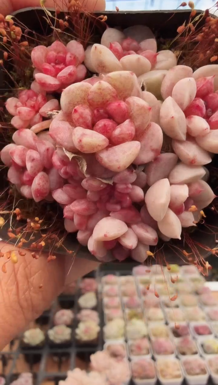 东云多肉园新款-143