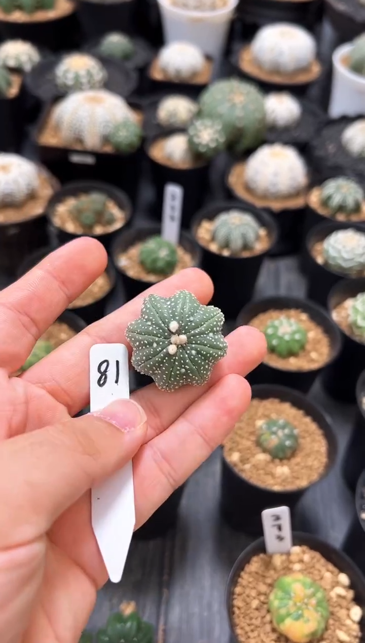 细雪海星不含盆土实生编码81