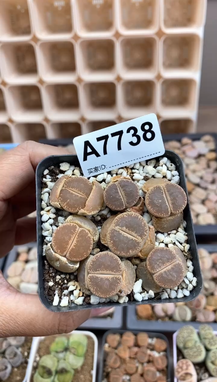 【闪购商品】7738直播一物一拍