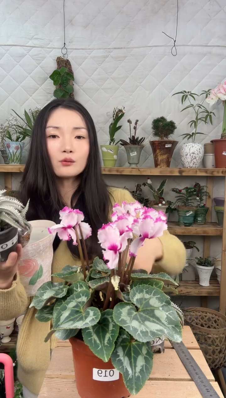 无花朵仙客来育苗盆094