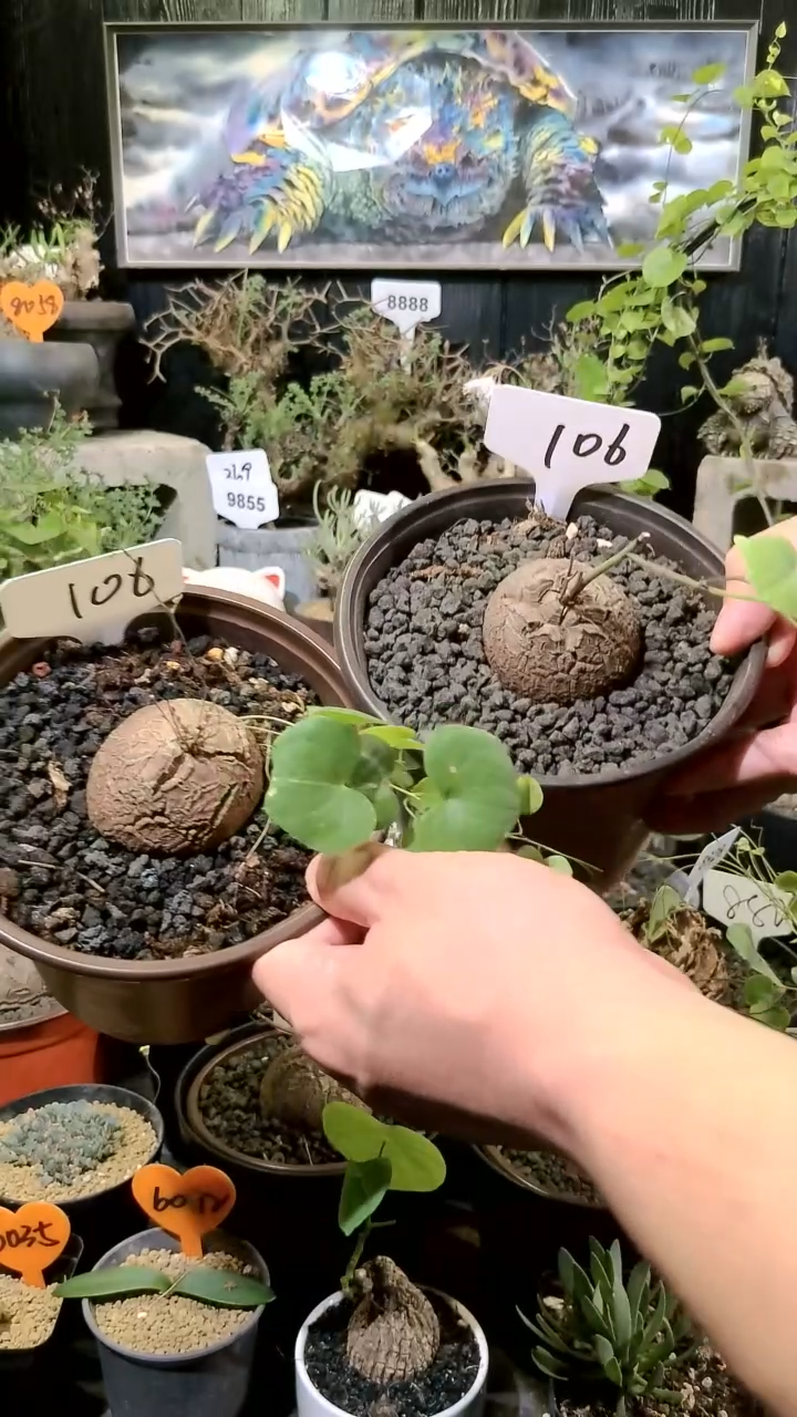 106号1117福利南非龟甲龙买一送一