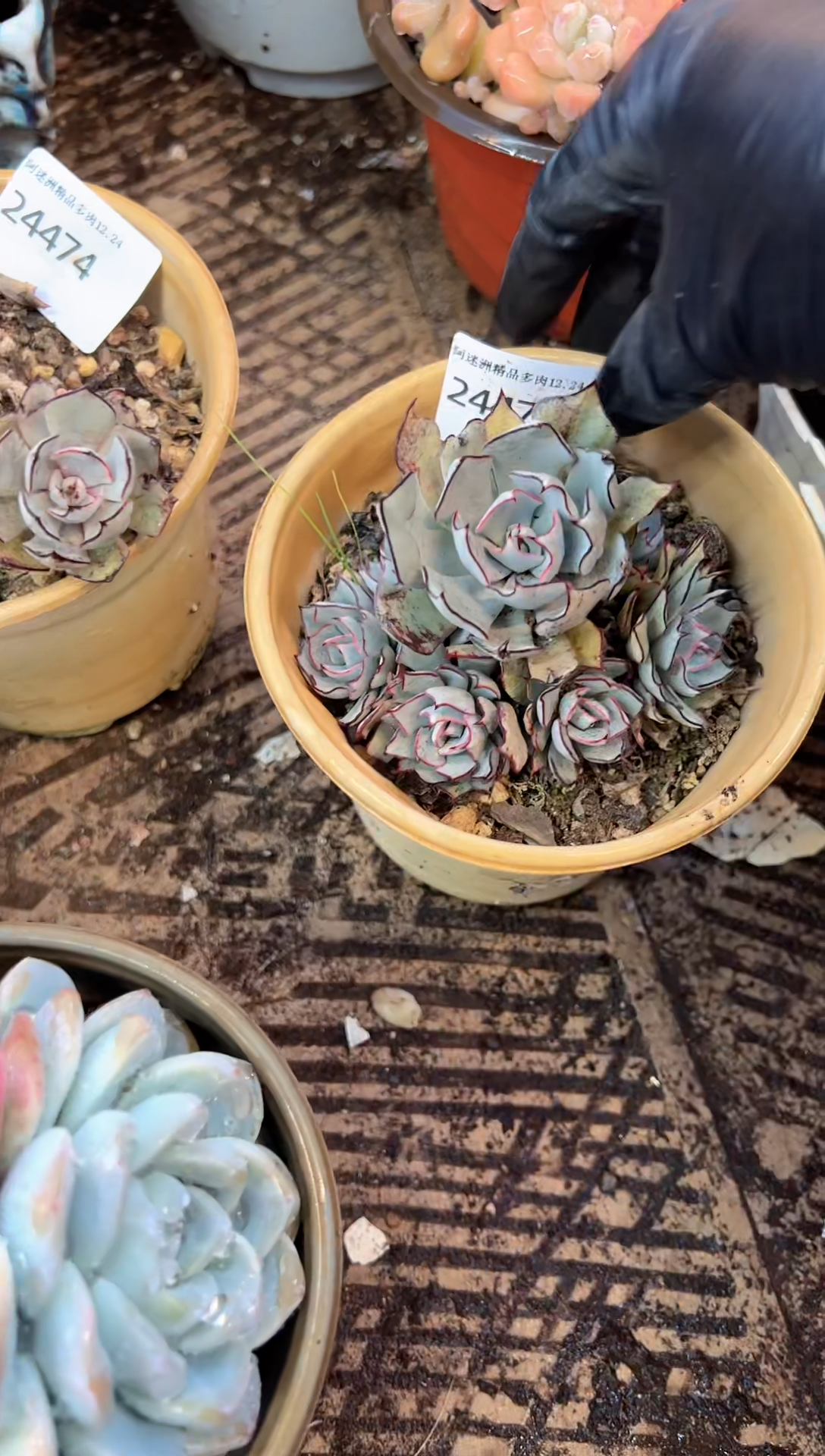 倪*玲多肉植物一物一拍24475