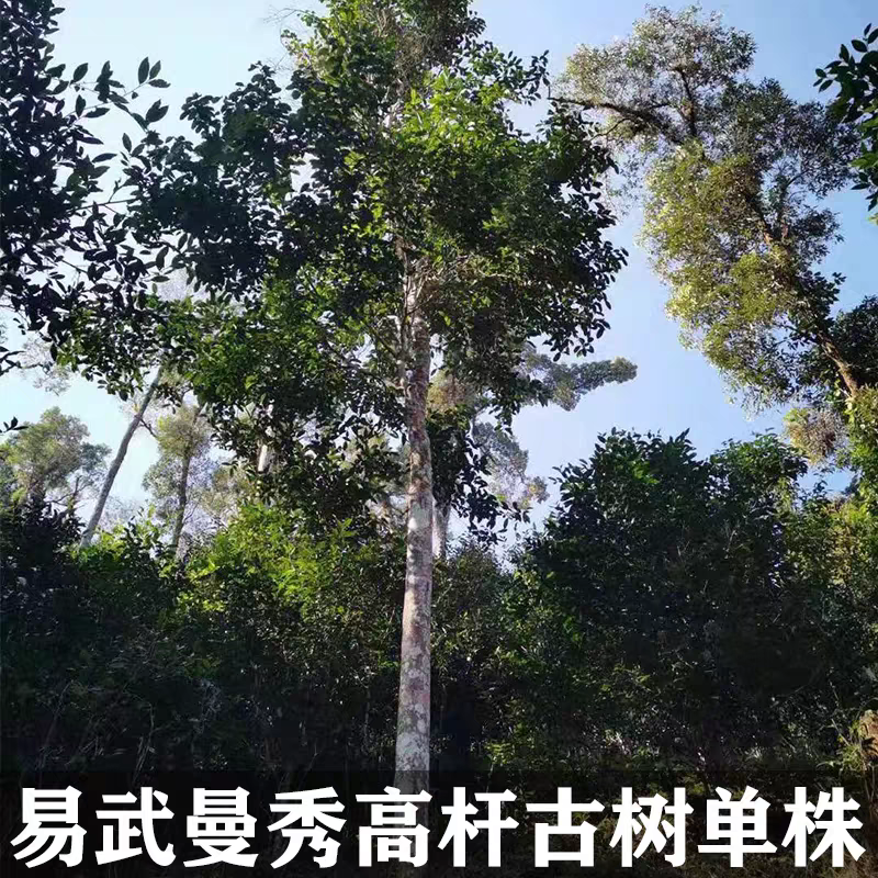 2023年曼秀高杆古树生茶饼茶
