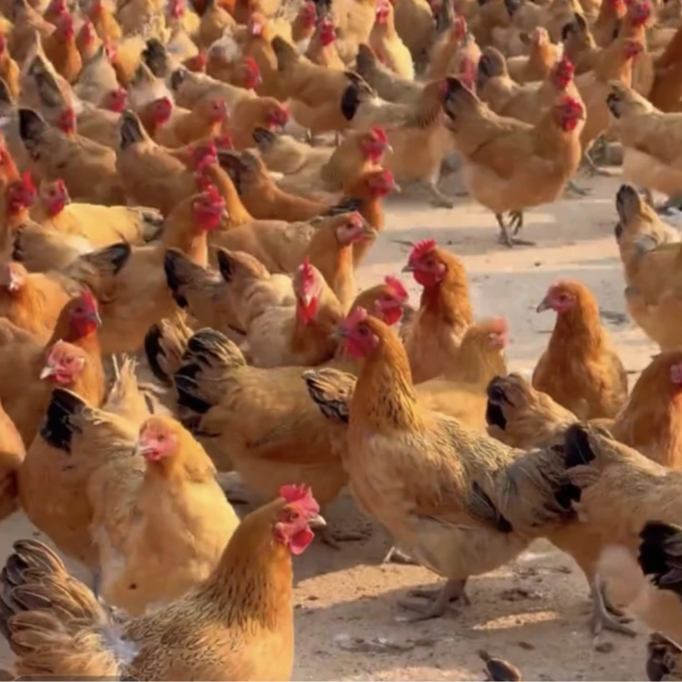 金凤土鸡 宠物鸡 年产330枚 双黄蛋 顺丰包邮 长尾鸡