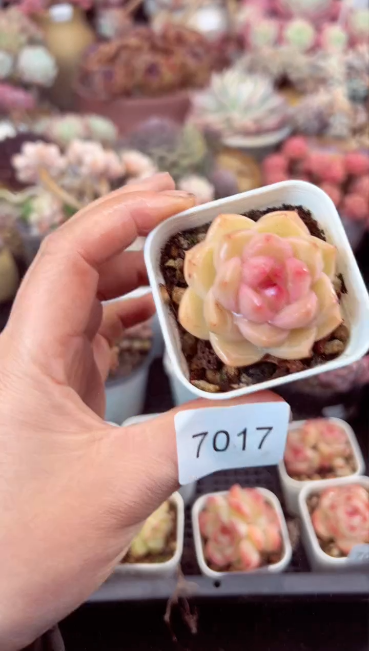 【闪购商品】7017单头多肉