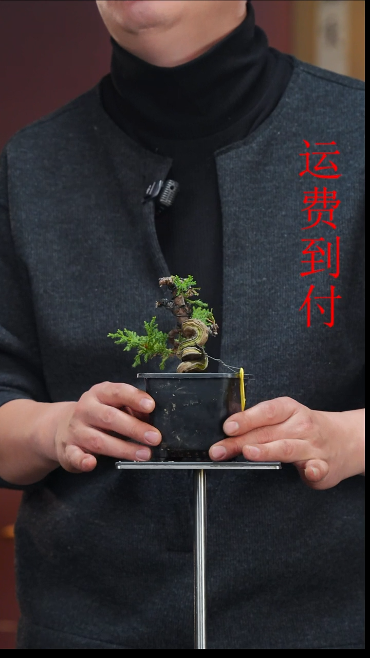 无花朵k**高17649