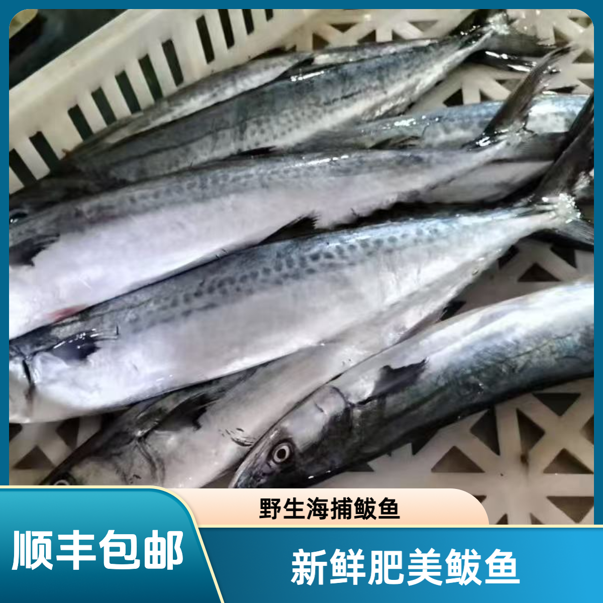 中号蓝点马鲛鱼 燕尾鱼 鲅鱼1-1.5斤无破肚无冰衣