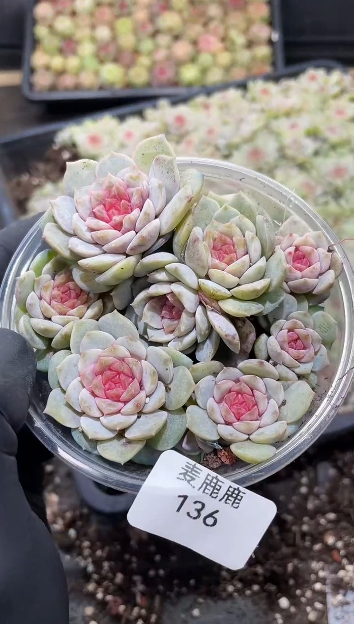 136梦幻珍妮      量拍