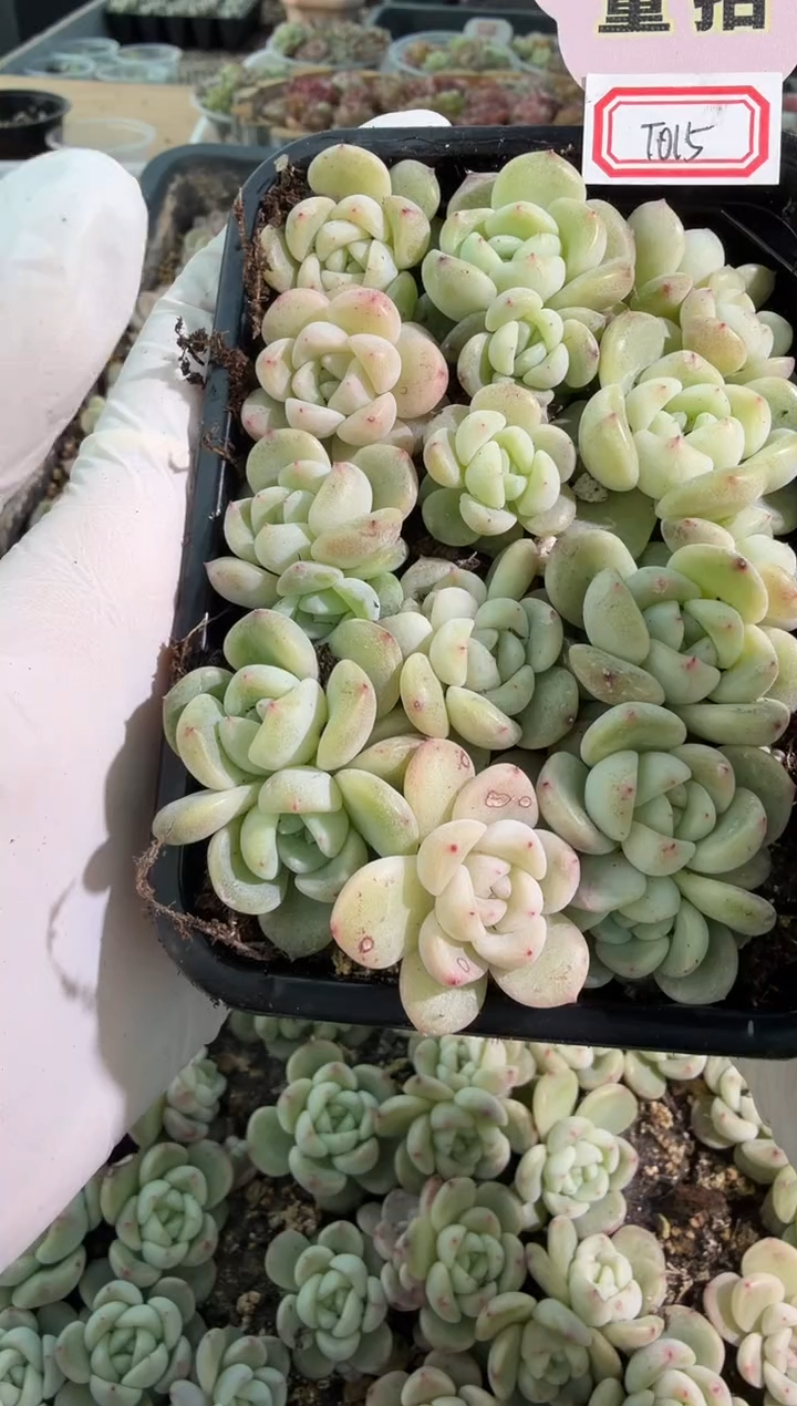 T015 切糕1盒 量拍多肉植物